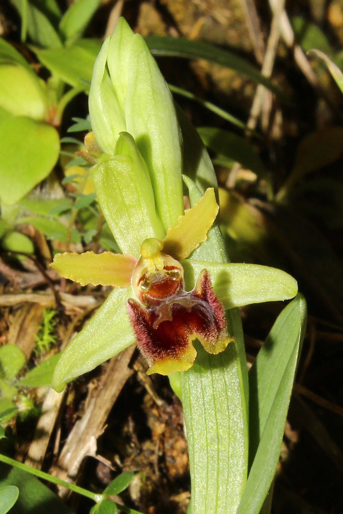 Ophrys massiliensisGenova