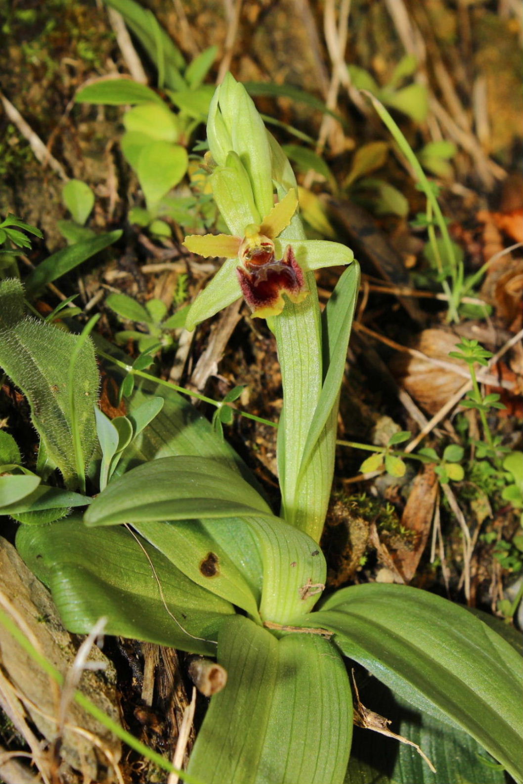 Ophrys massiliensisGenova