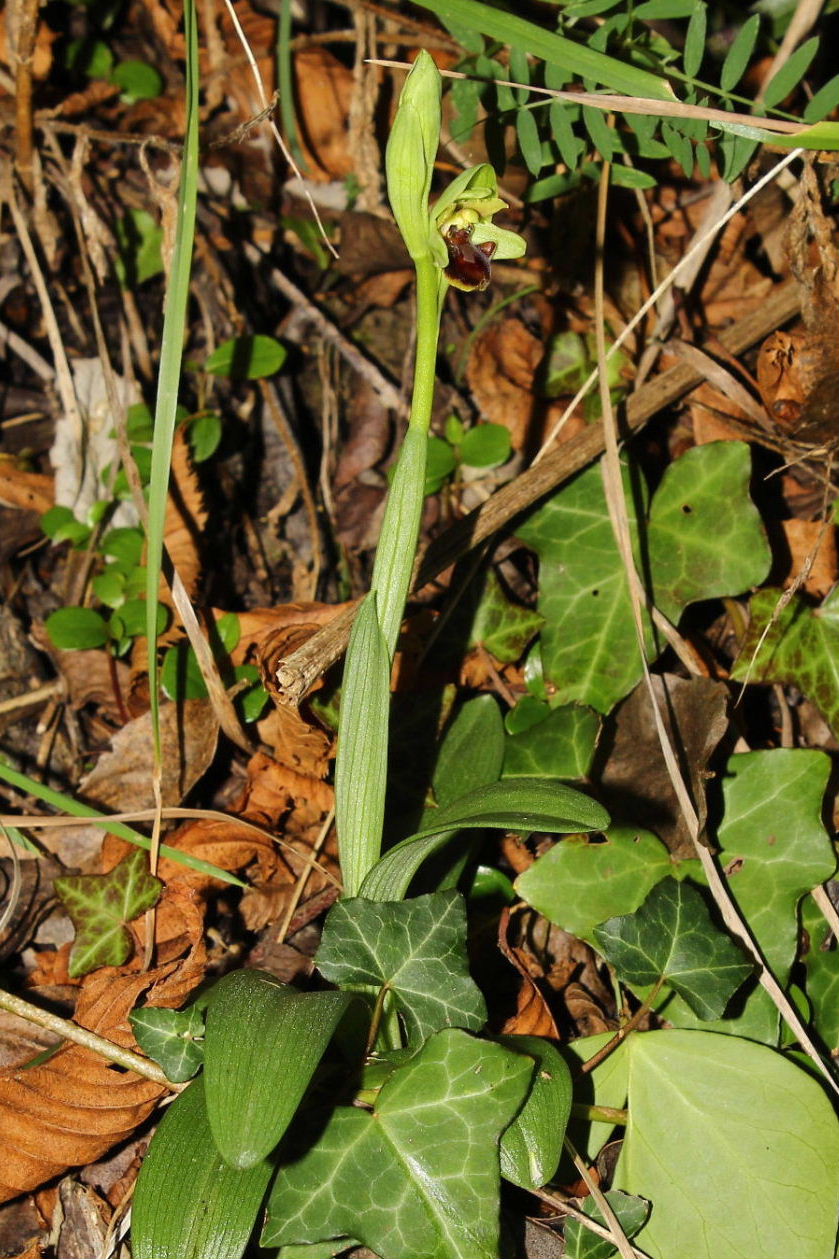 Ophrys massiliensisGenova