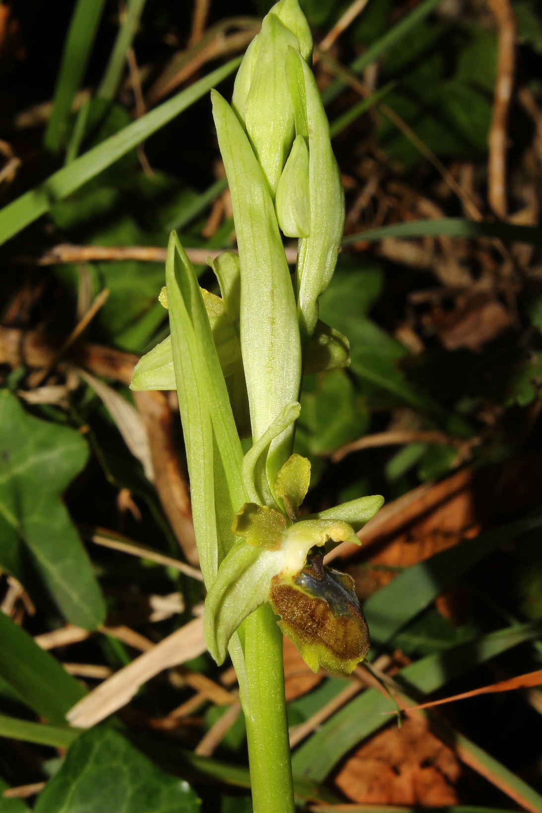 Ophrys speghodes subsp. da determinareGenova