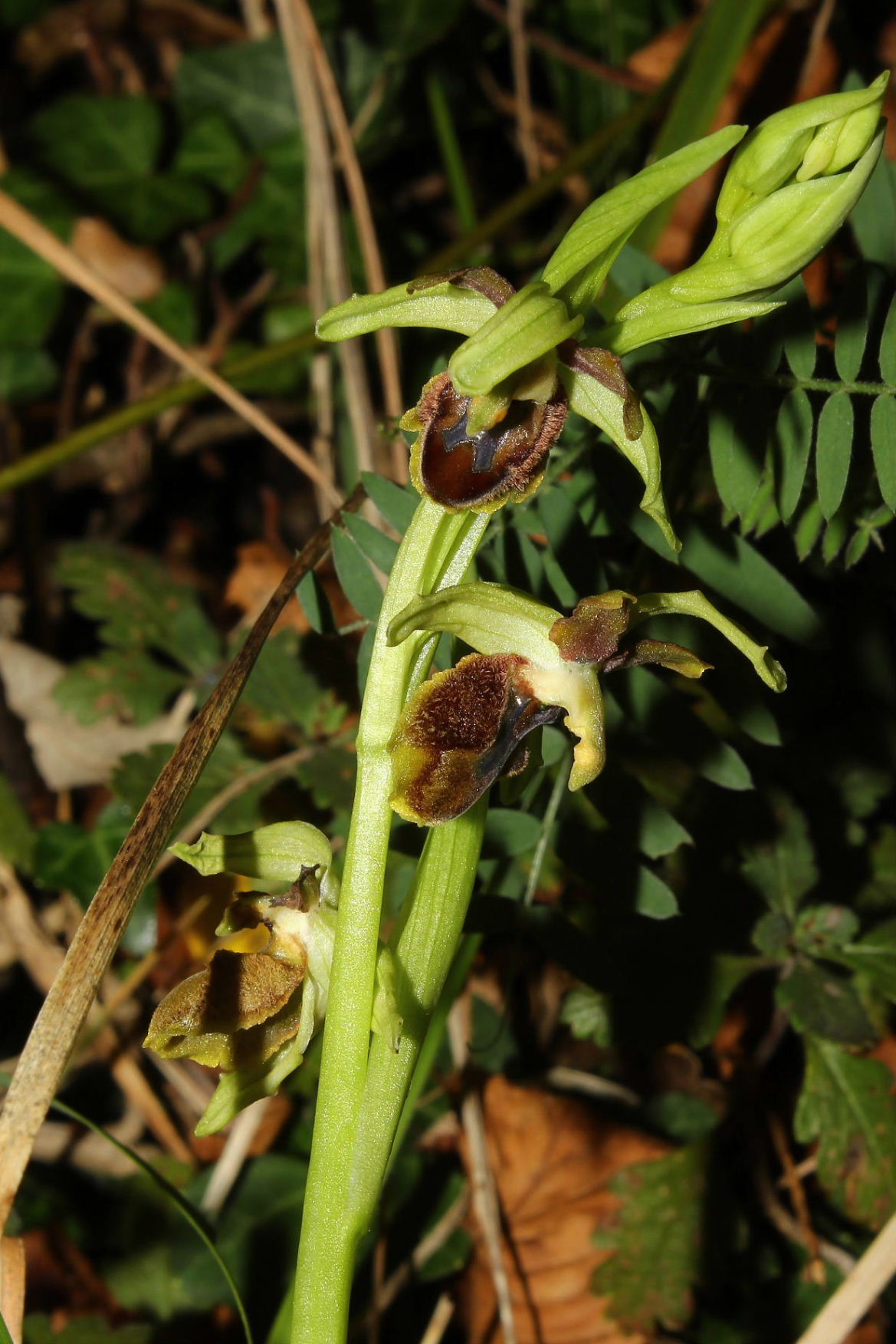 Ophrys speghodes subsp. da determinareGenova