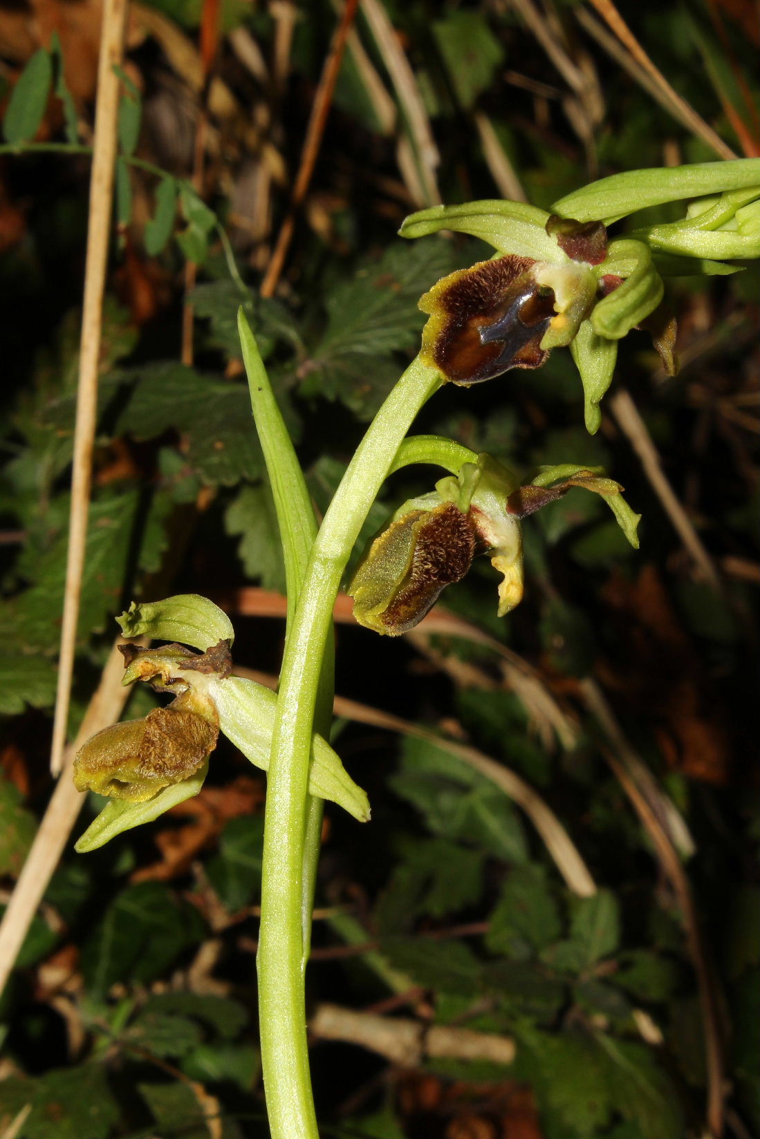 Ophrys speghodes subsp. da determinareGenova