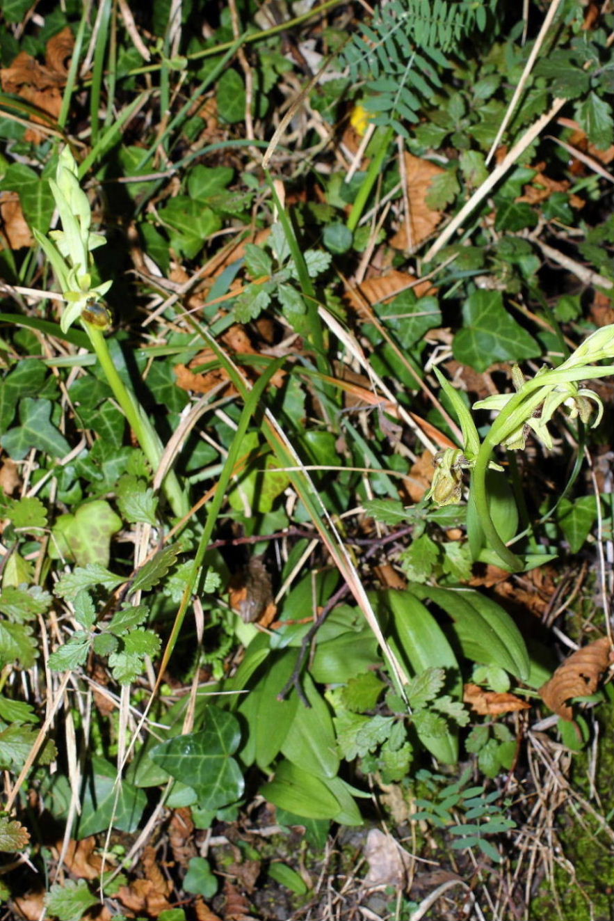 Ophrys speghodes subsp. da determinareGenova