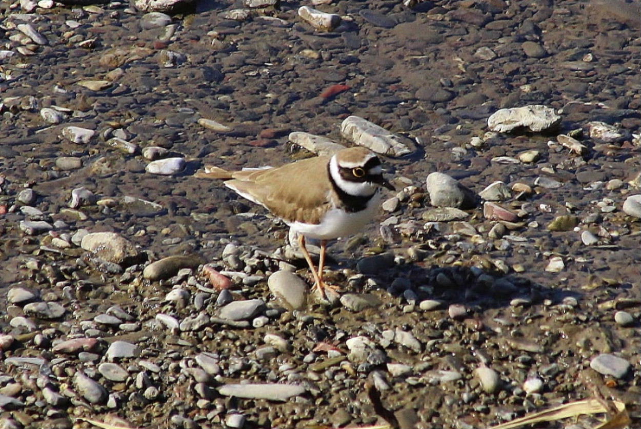 Corriere piccolo (Charadrius dubius)