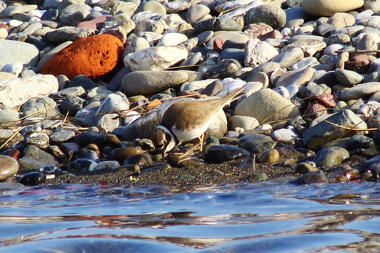 Corriere piccolo (Charadrius dubius)