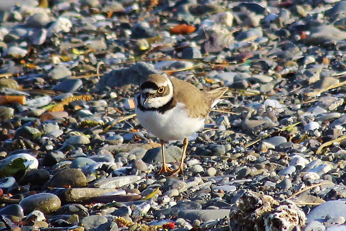 Corriere piccolo (Charadrius dubius)