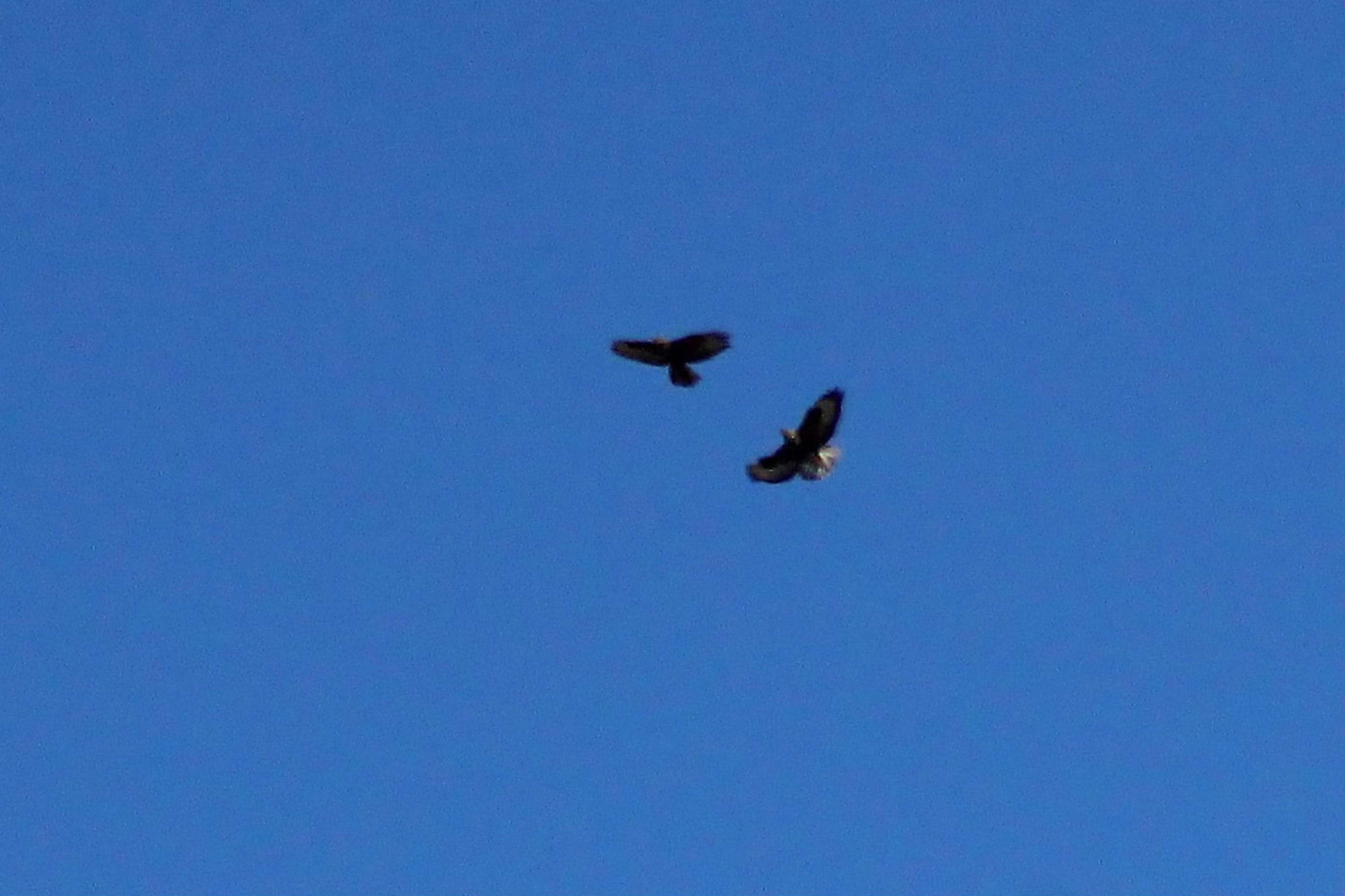 Aquila del Bonelli, biancone o altro ??? Poiana comune