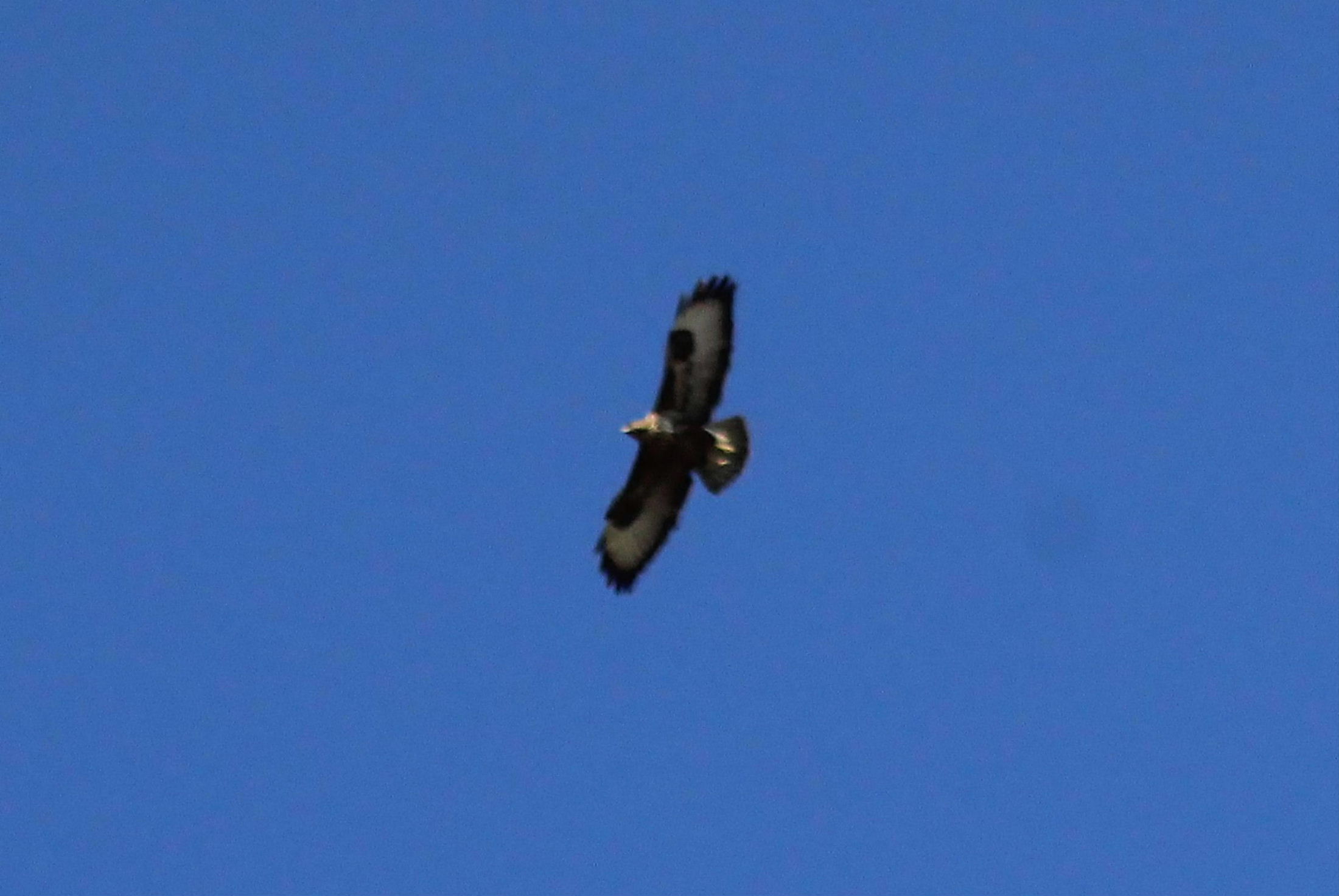Aquila del Bonelli, biancone o altro ??? Poiana comune