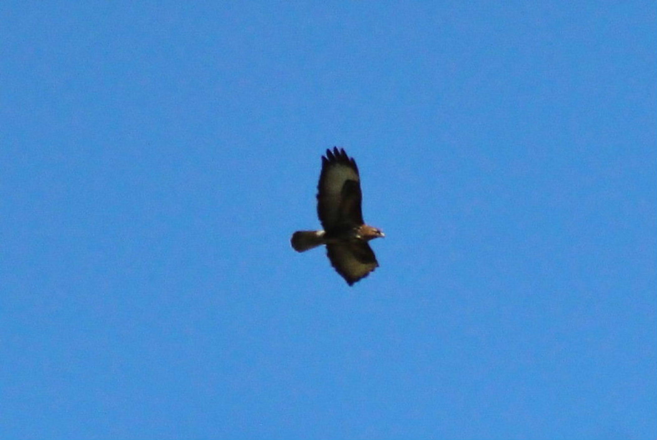 Aquila del Bonelli, biancone o altro ??? Poiana comune