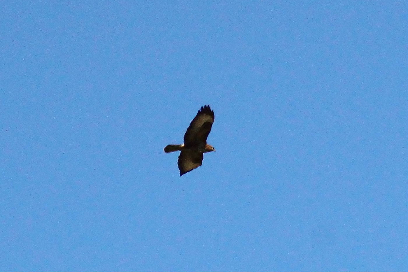 Aquila del Bonelli, biancone o altro ??? Poiana comune