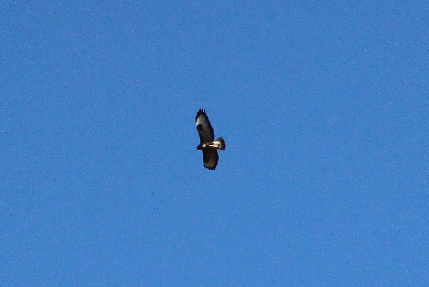 Aquila del Bonelli, biancone o altro ??? Poiana comune