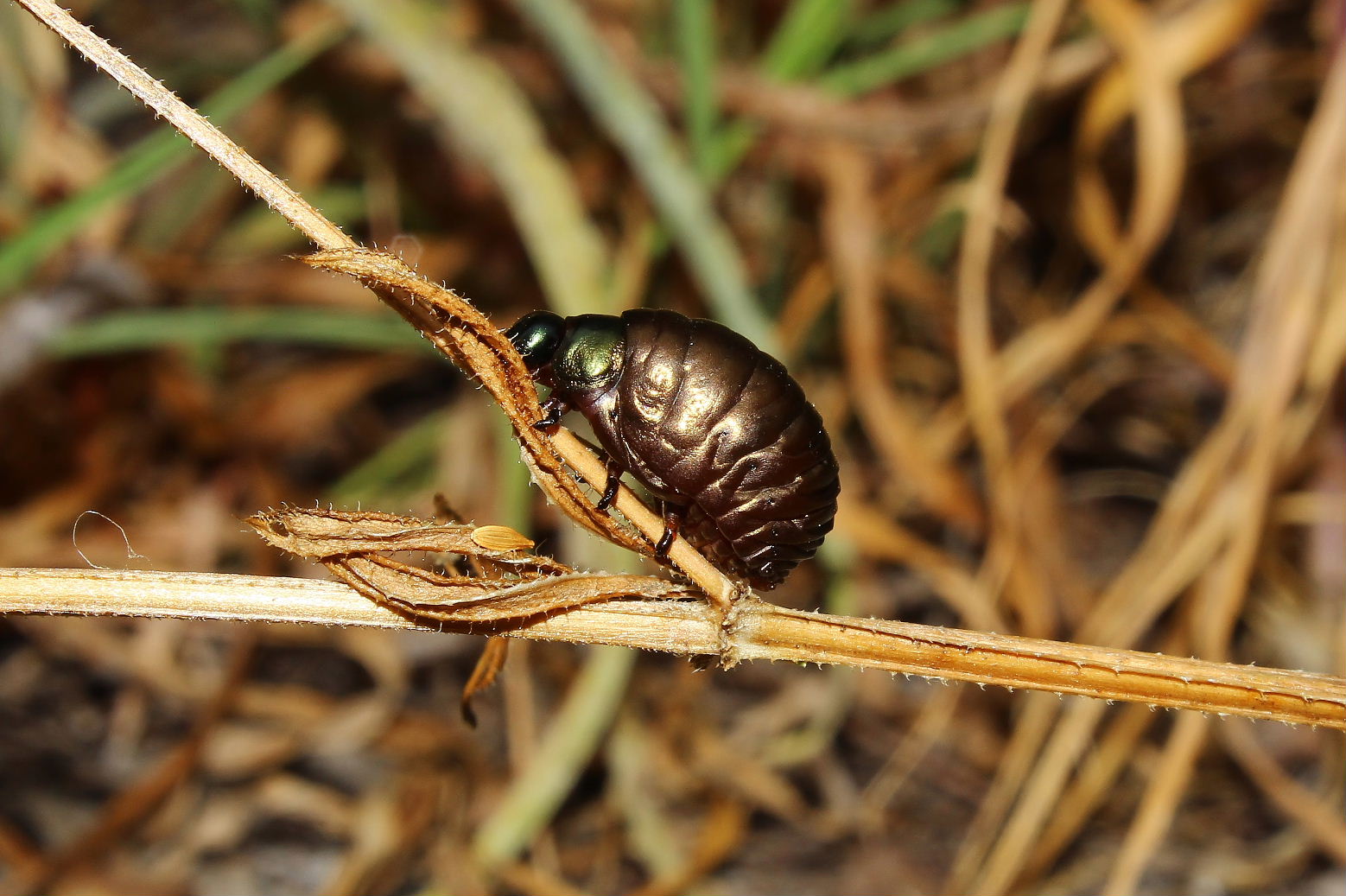 Larva di Chrysomelidae:  Timarcha sp.
