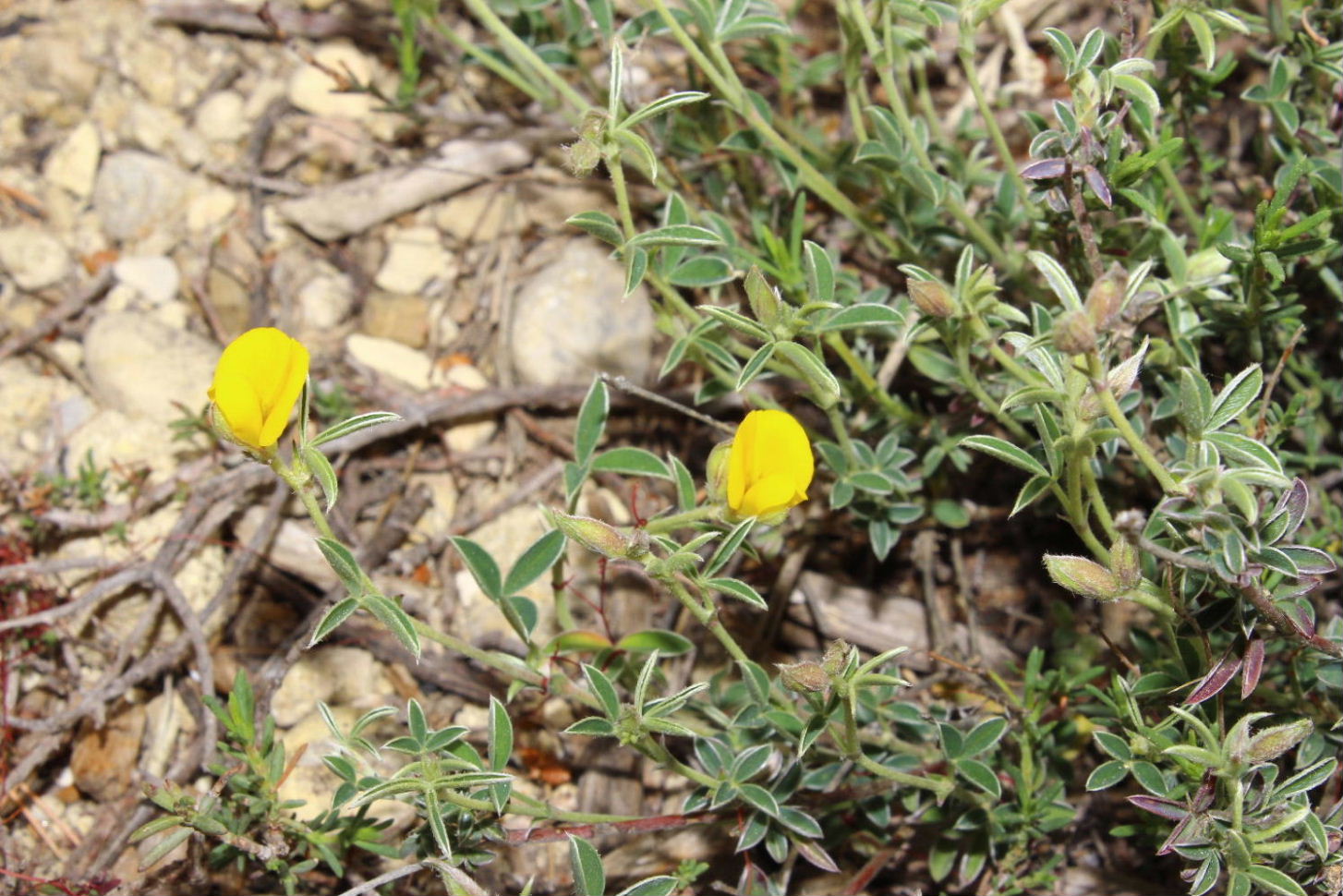 Argyrolobium zanonii / Citiso argenteo