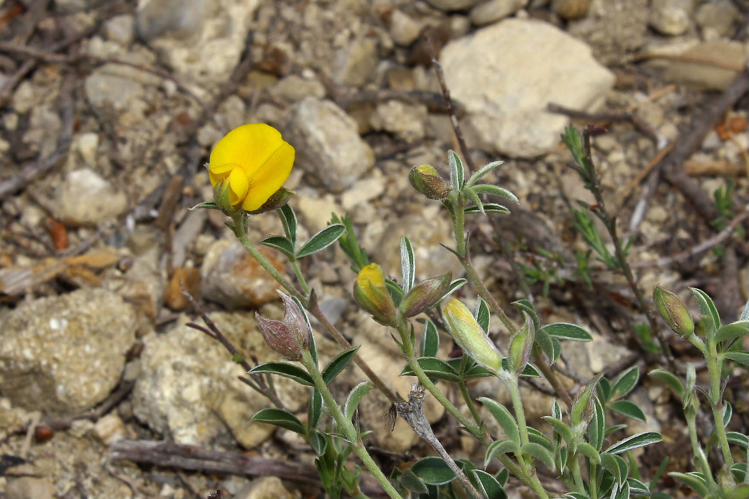 Argyrolobium zanonii / Citiso argenteo