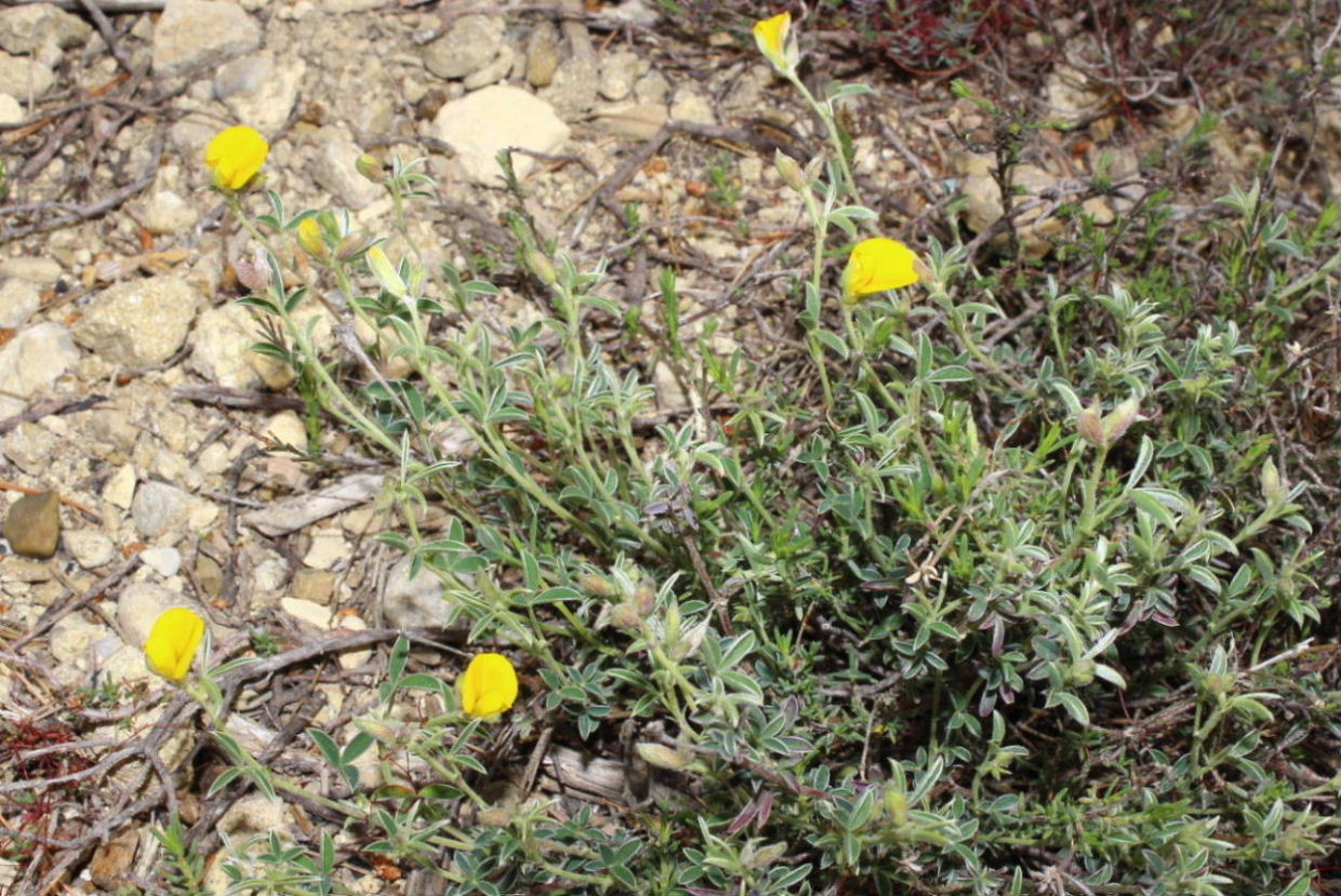 Argyrolobium zanonii / Citiso argenteo