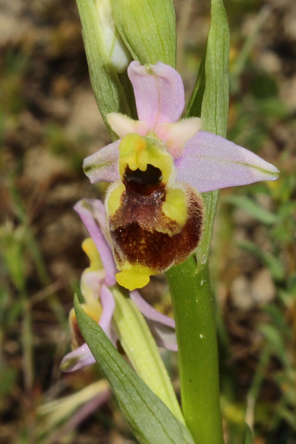 Ophrys holosericea subsp. tetraloniae