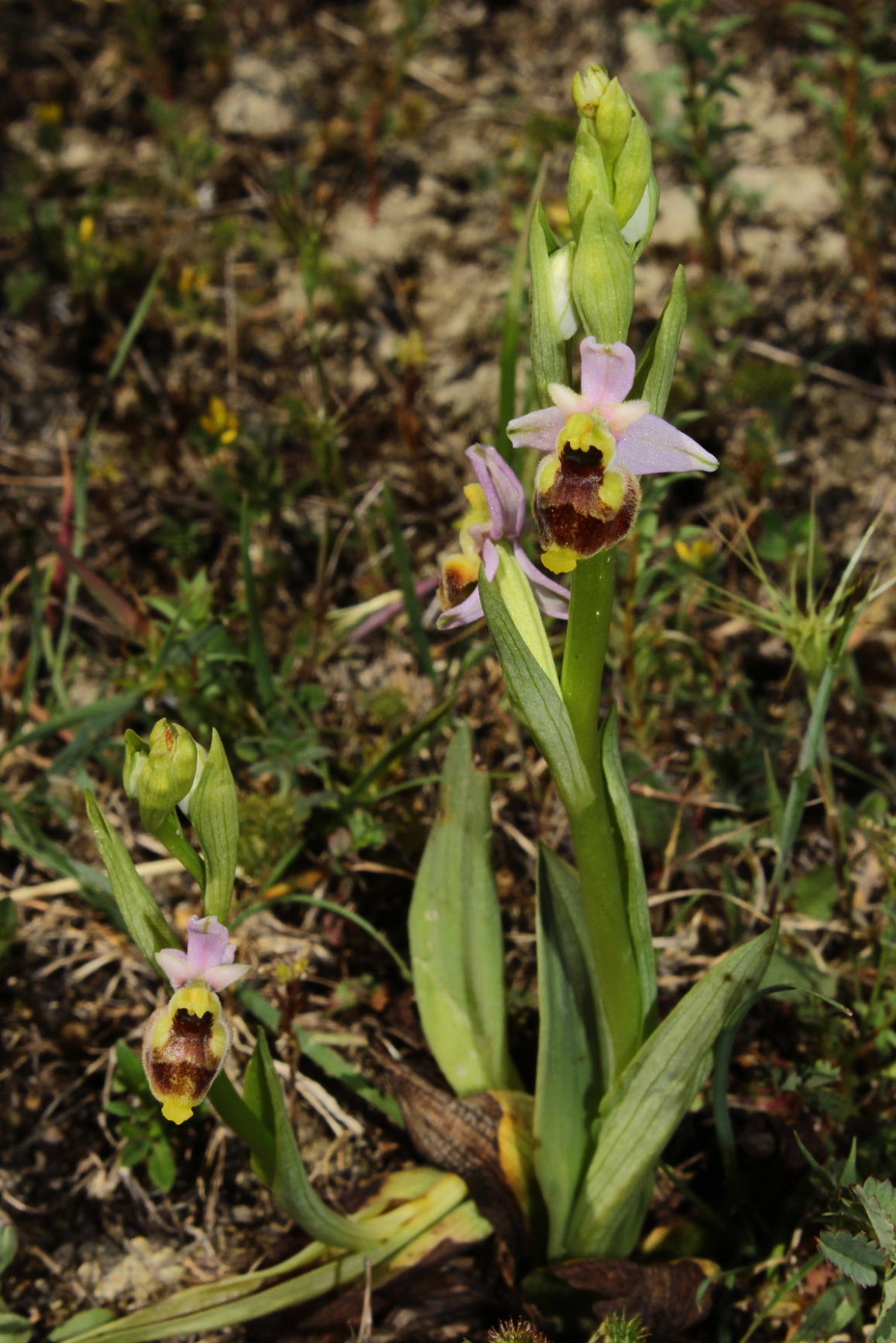 Ophrys holosericea subsp. tetraloniae