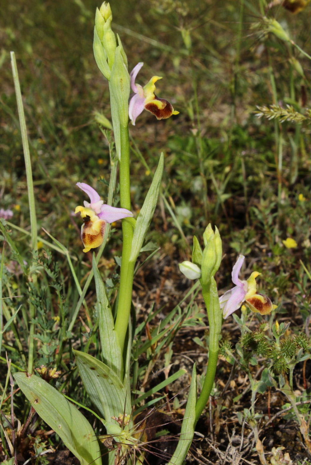 Ophrys holosericea subsp. tetraloniae