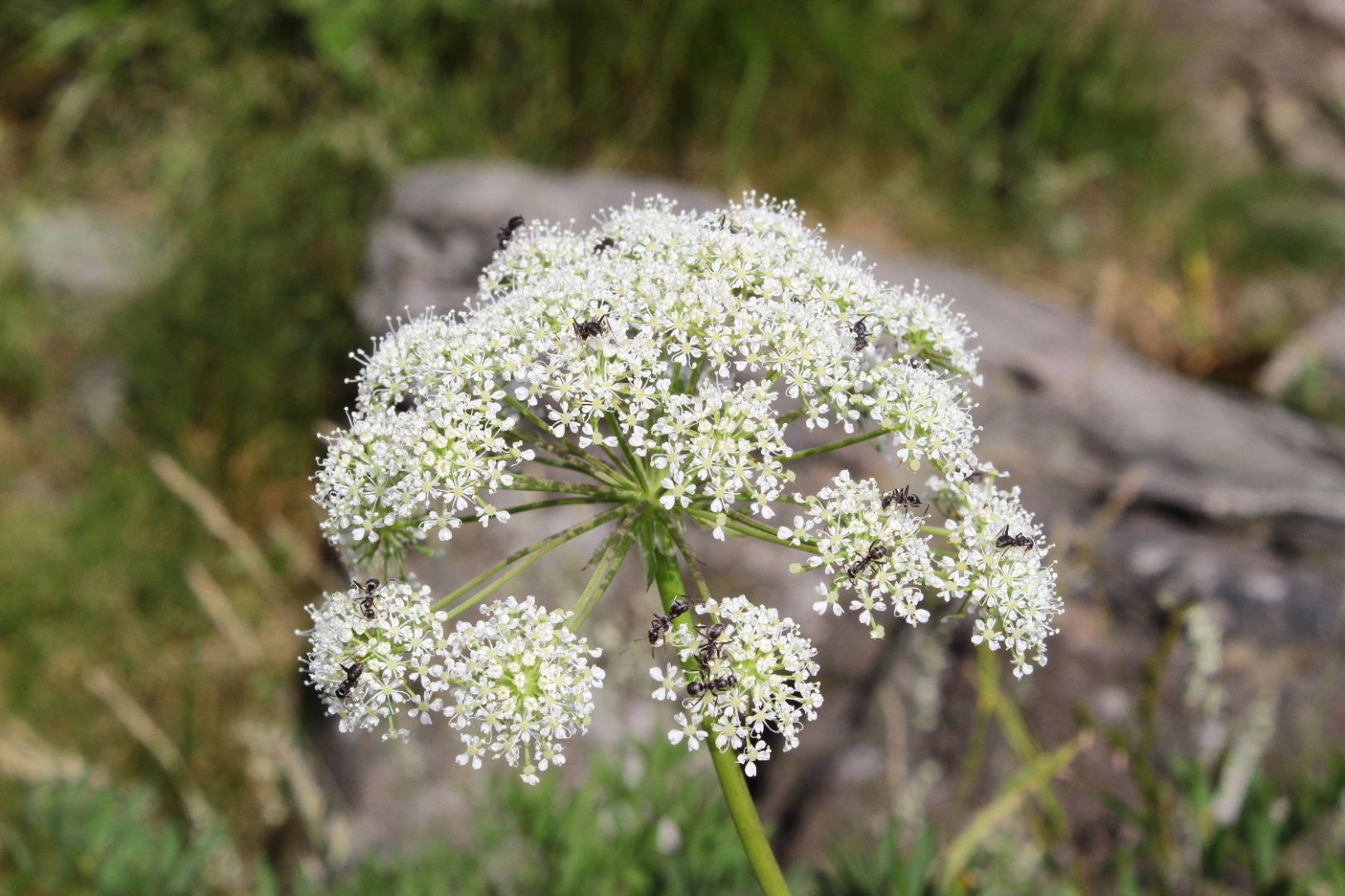 Siler montanum (=Laserpitium siler) / Laserpizio sermontano