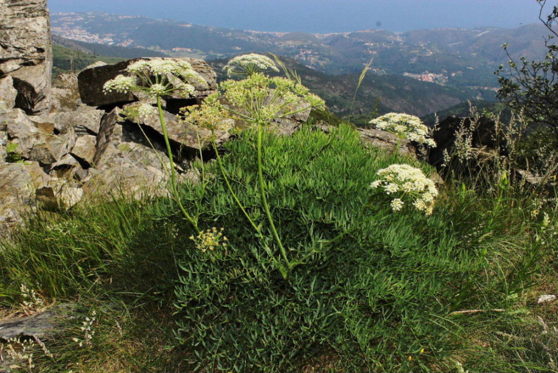 Siler montanum (=Laserpitium siler) / Laserpizio sermontano