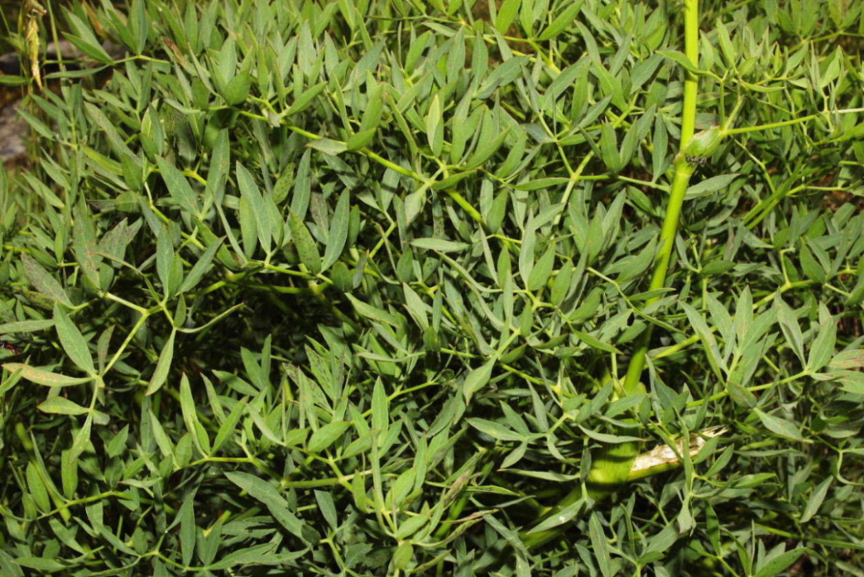 Siler montanum (=Laserpitium siler) / Laserpizio sermontano