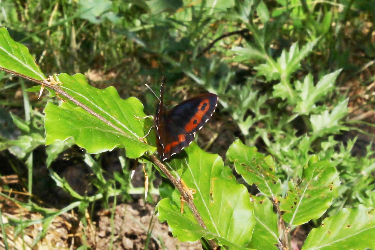 Lepidoptera da determinare 3: Erebia ligea - Nymphalidae