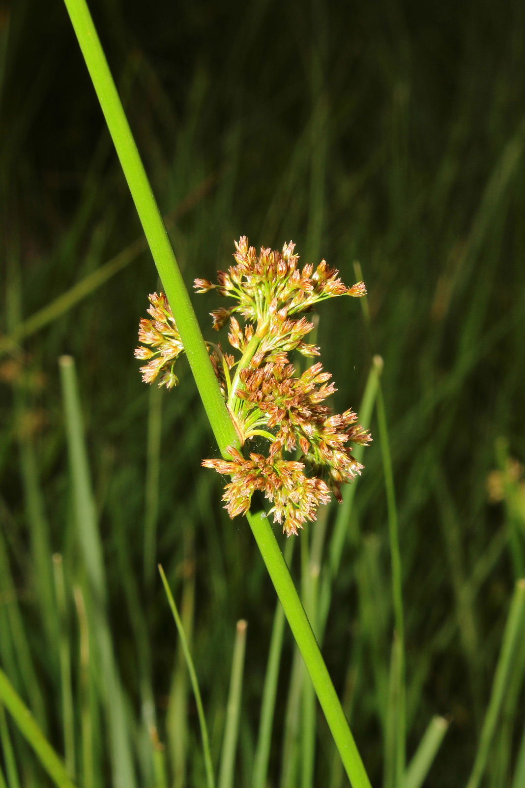 Juncus effusus / Giunco comune