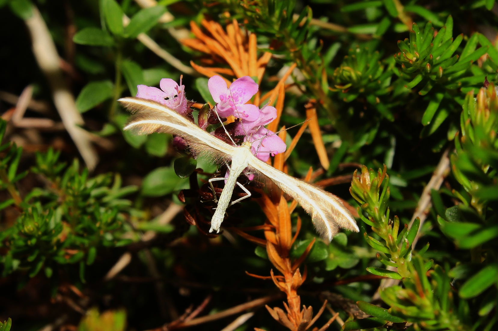 Pterophoridae da determinare - Merrifieldia sp.