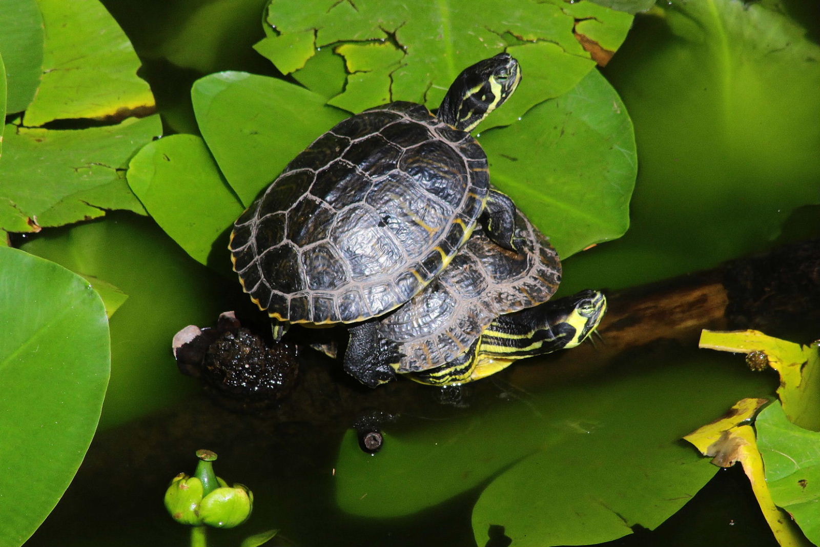 Trachemys scripta ??? da det.