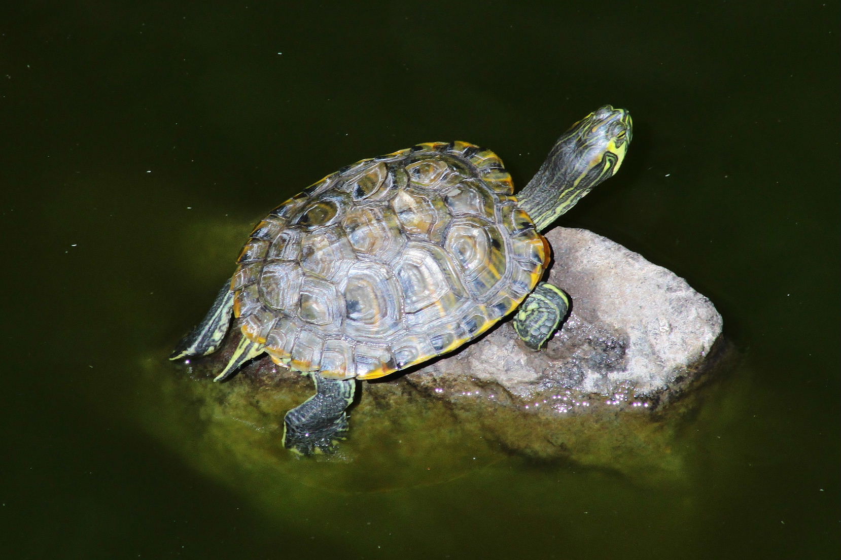 Trachemys scripta ??? da det.