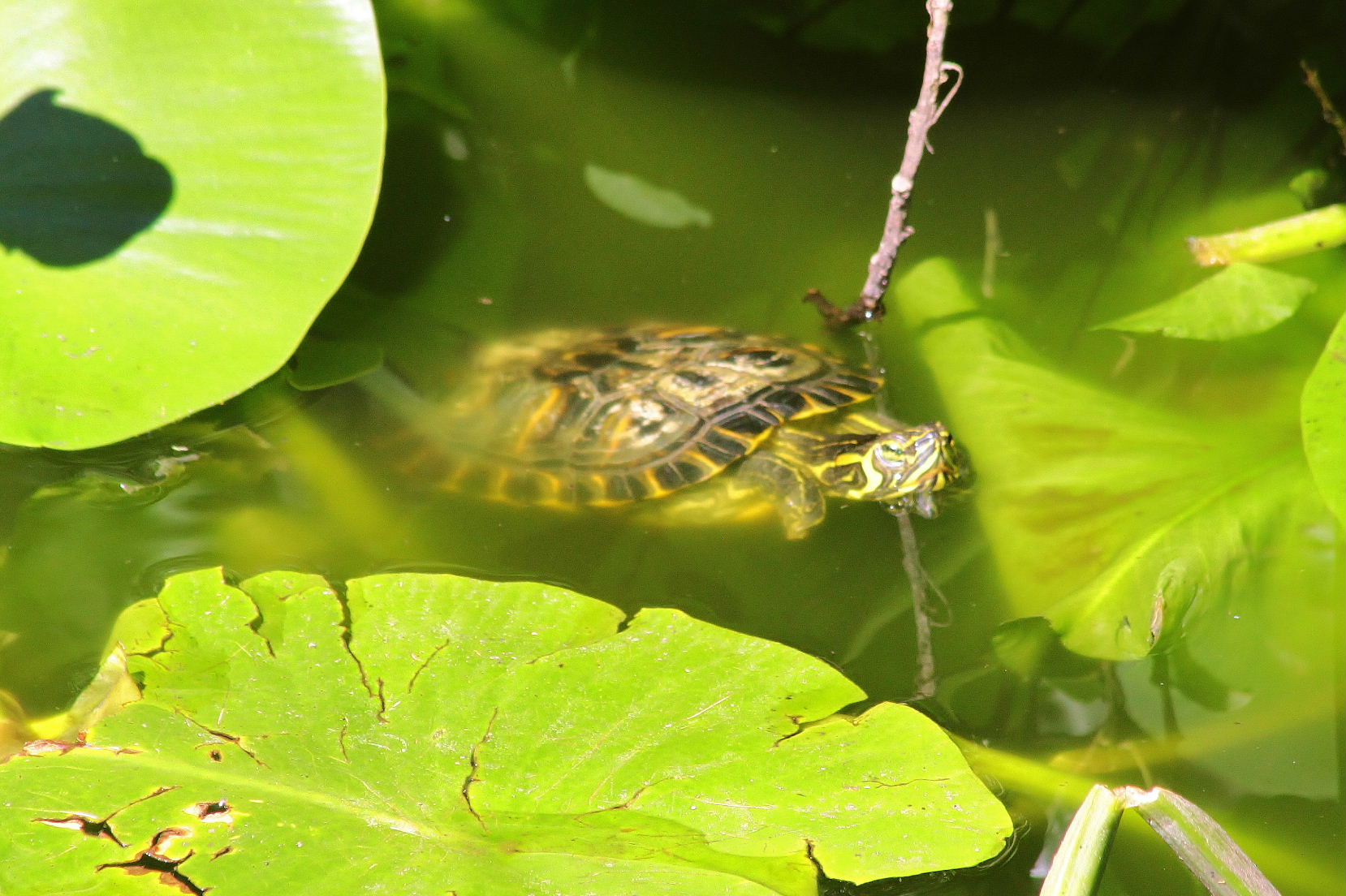 Trachemys scripta ??? da det.