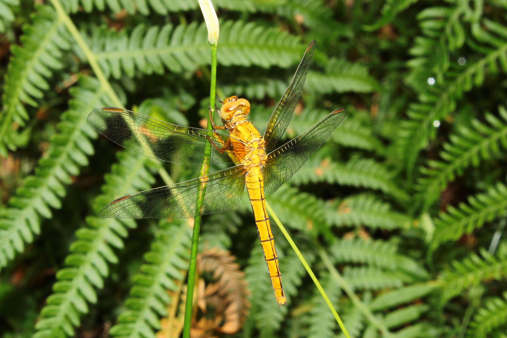 Orthetrum coerulescens, femmina