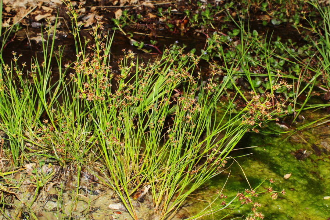 Juncus articulatus