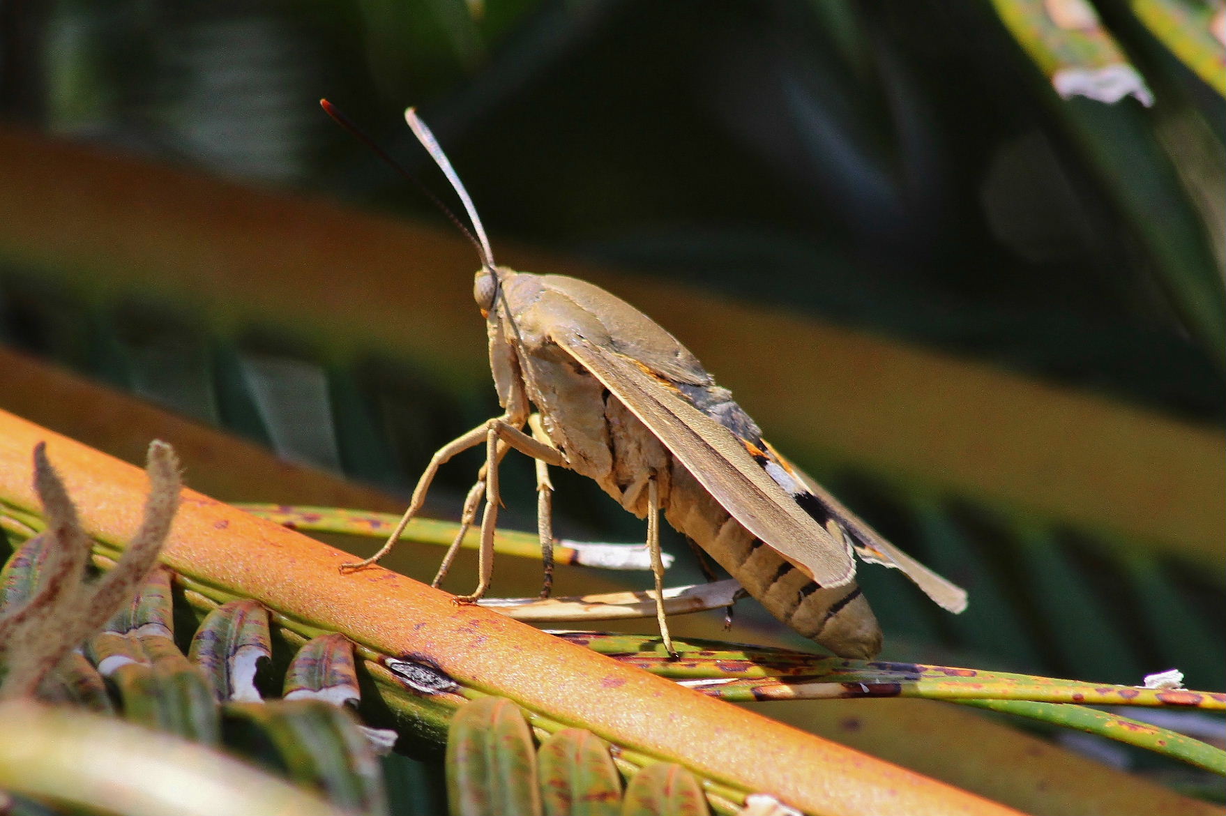 Paysandisia archonspecie aliena