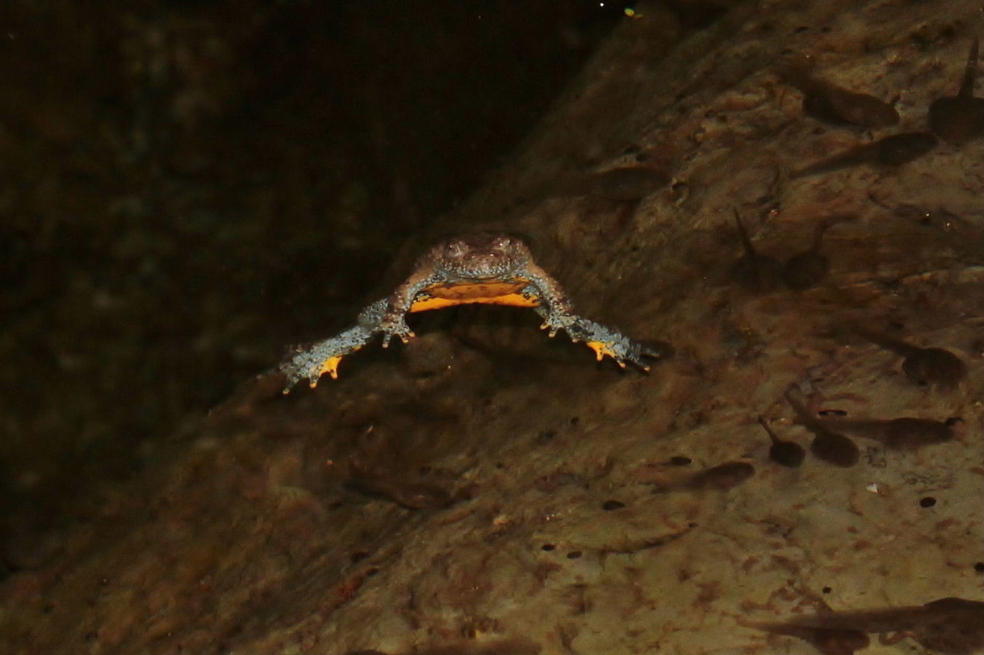 Bombina variegata o B. pachypus? B. pachypus (GE)