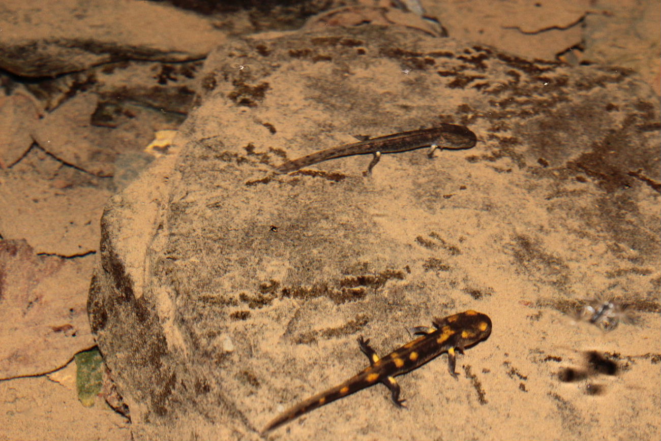 Larve di Salamandra e Tritone? Salamandra (GE)