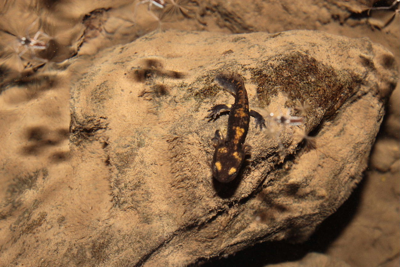 Larve di Salamandra e Tritone? Salamandra (GE)