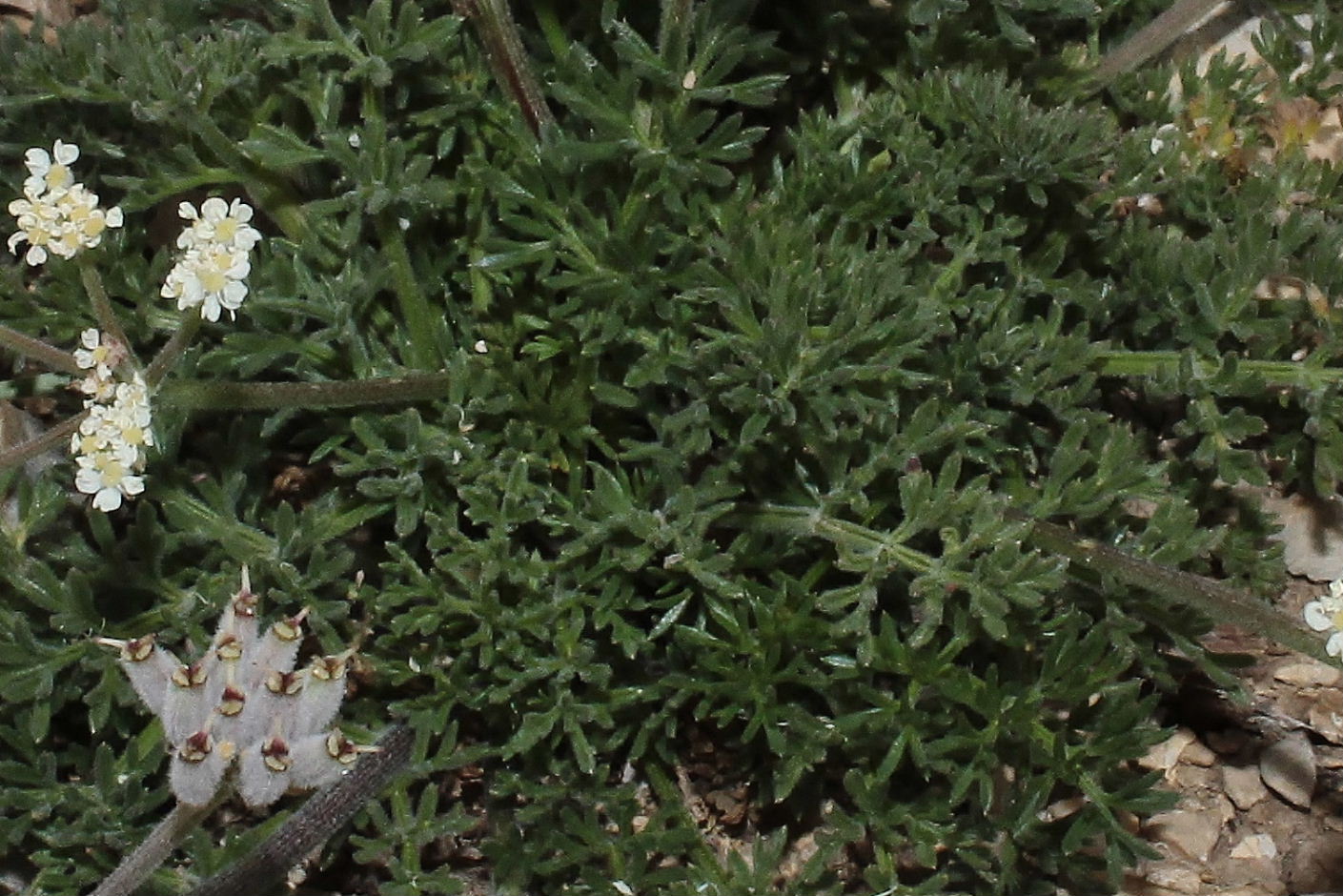 Athamanta cretensis / Atamanta comune