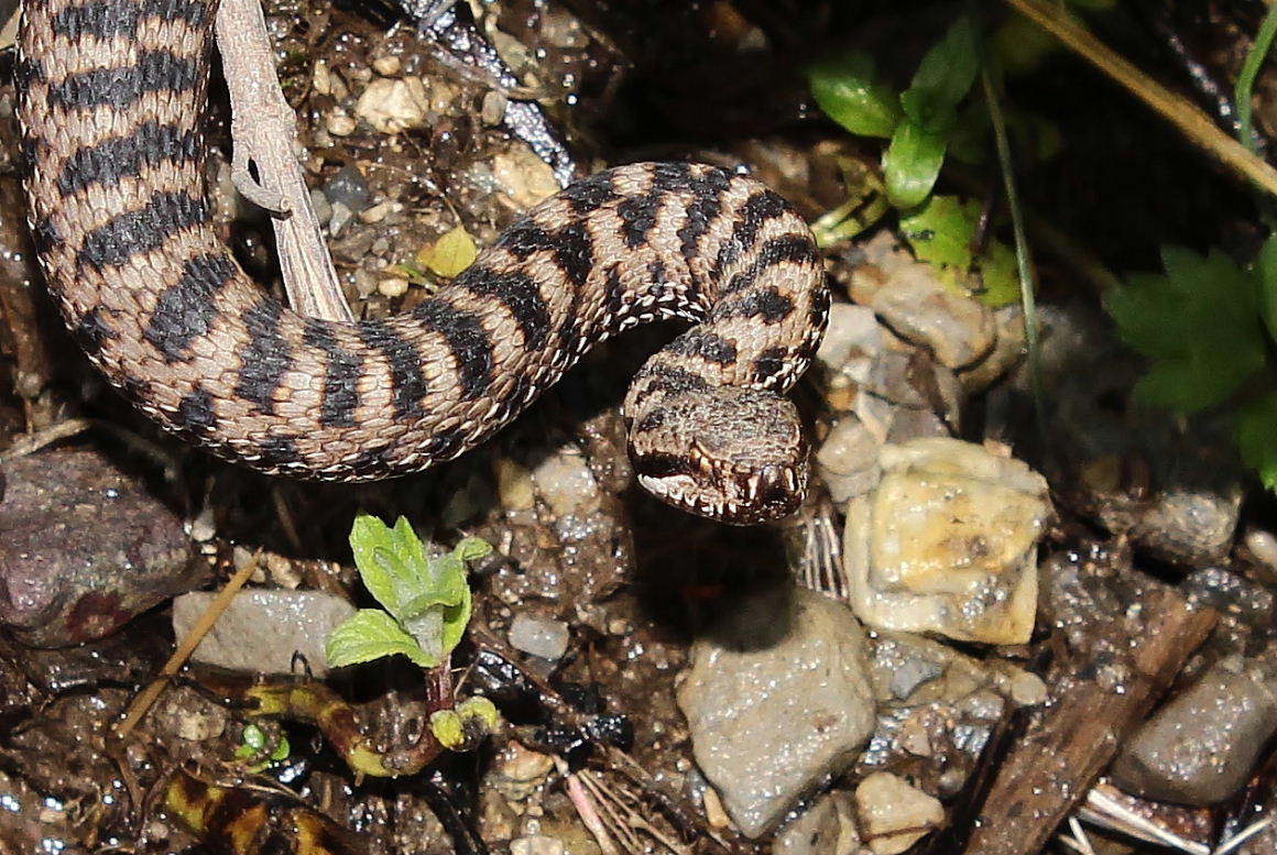 Vipera da determinare
