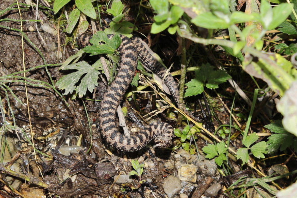 Vipera da determinare