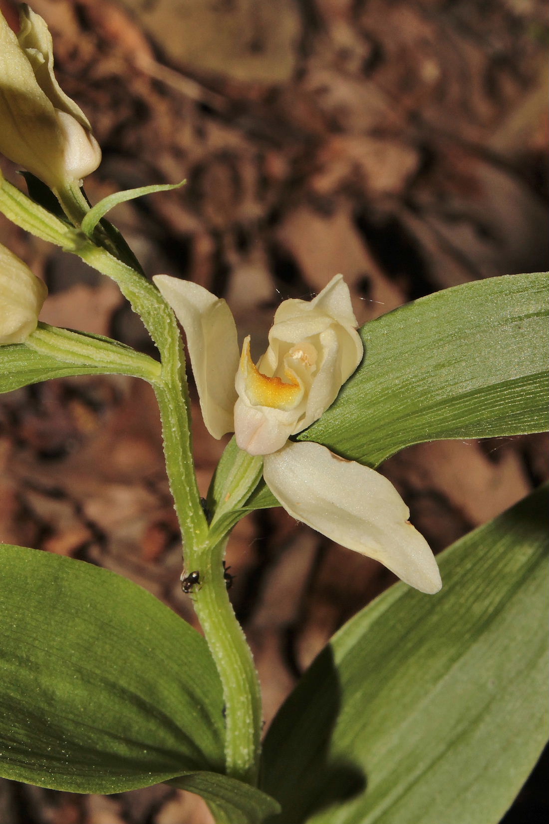 Orchidee Basso PiemonteEntroterra Liguria