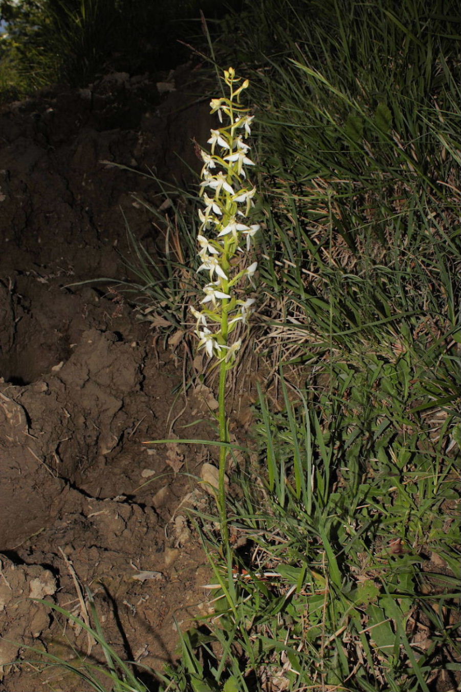 Orchidee Basso PiemonteEntroterra Liguria