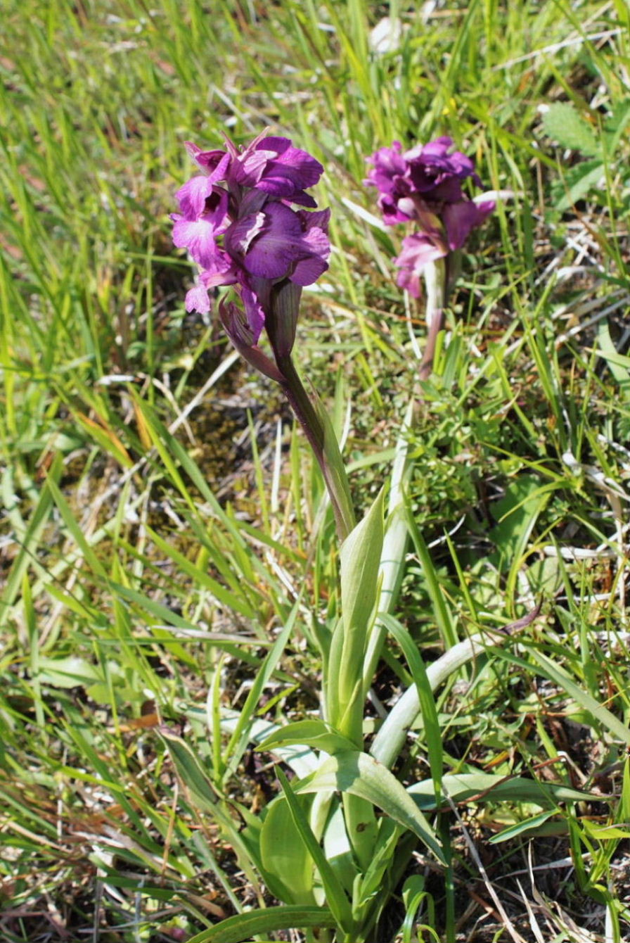 xserapicamptis bevilacquae (Anacamptis morio x Serapias neglecta)