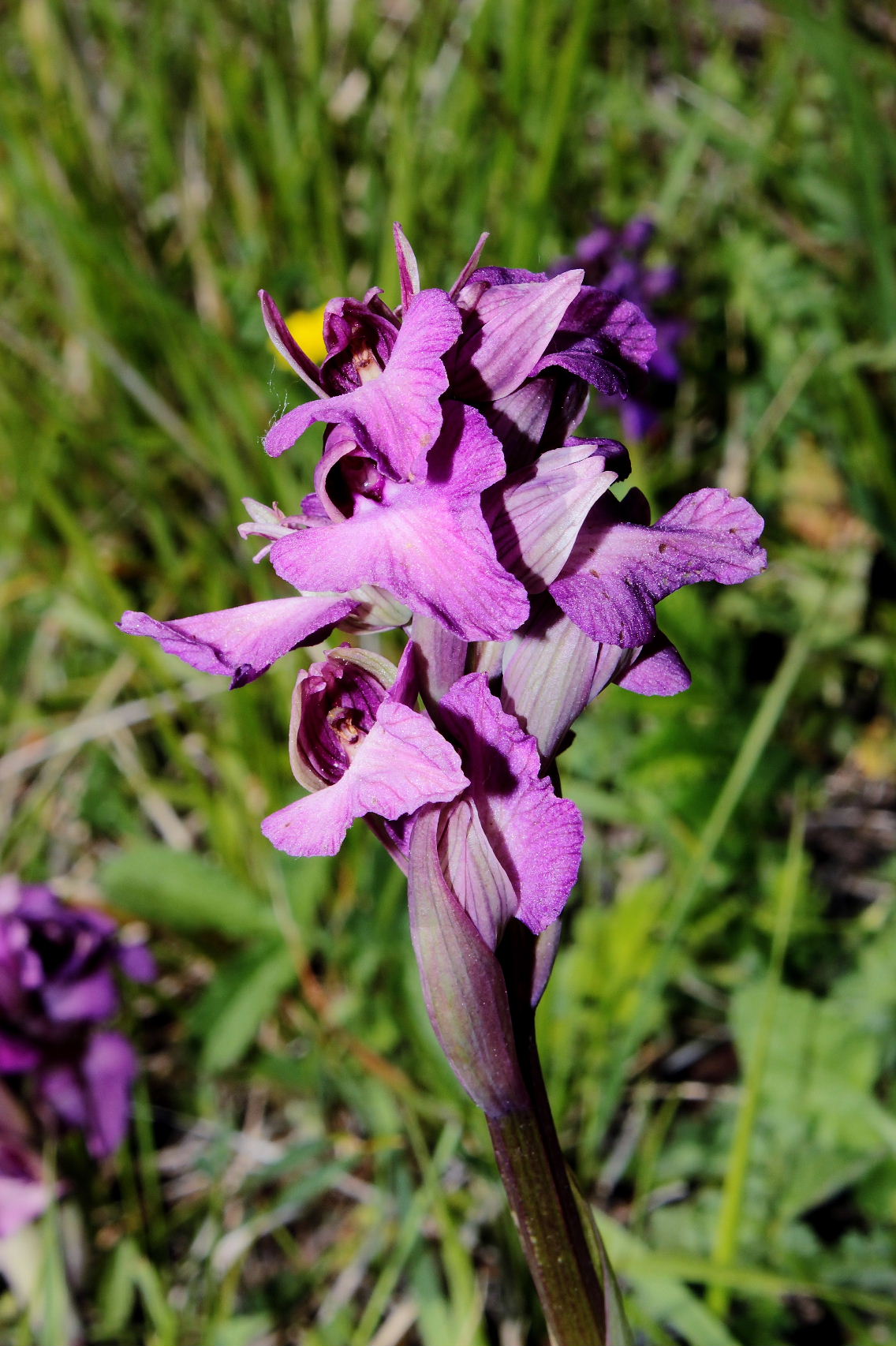 xserapicamptis bevilacquae (Anacamptis morio x Serapias neglecta)