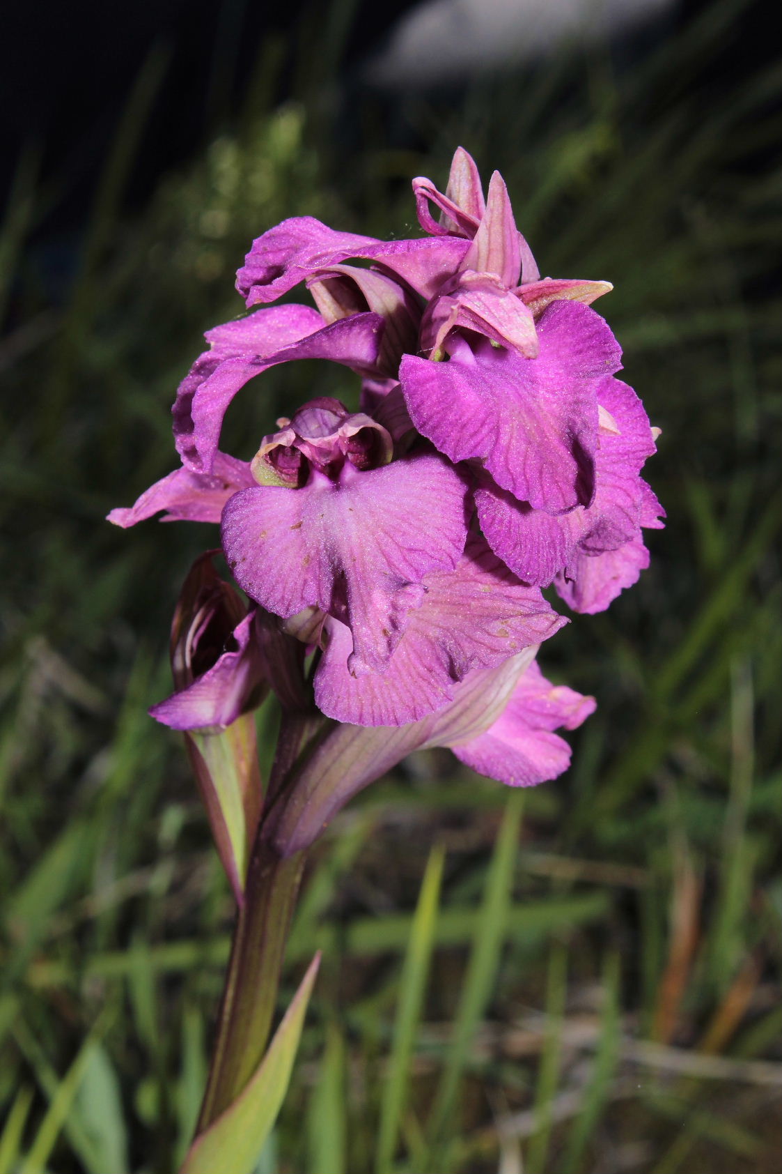 xserapicamptis bevilacquae (Anacamptis morio x Serapias neglecta)