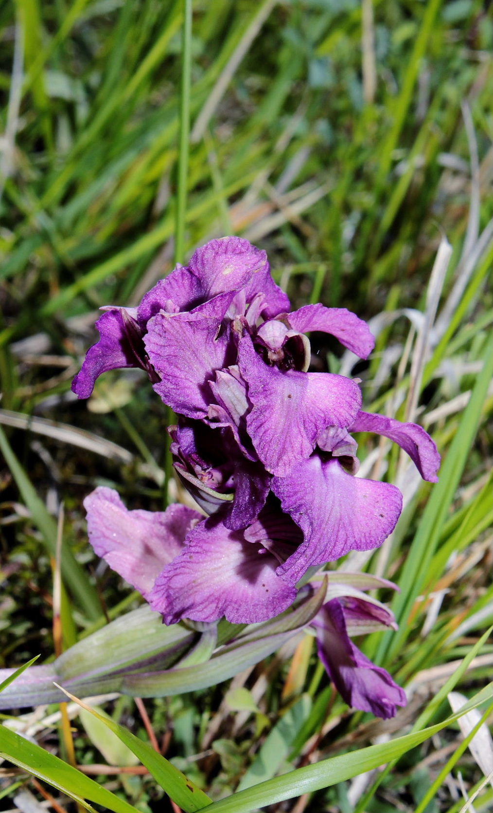 xserapicamptis bevilacquae (Anacamptis morio x Serapias neglecta)