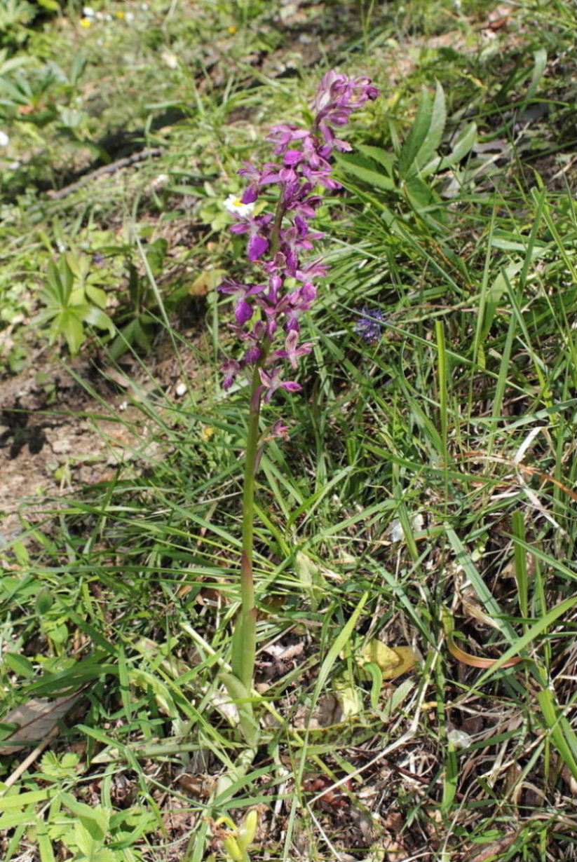 Orchis xligustica
