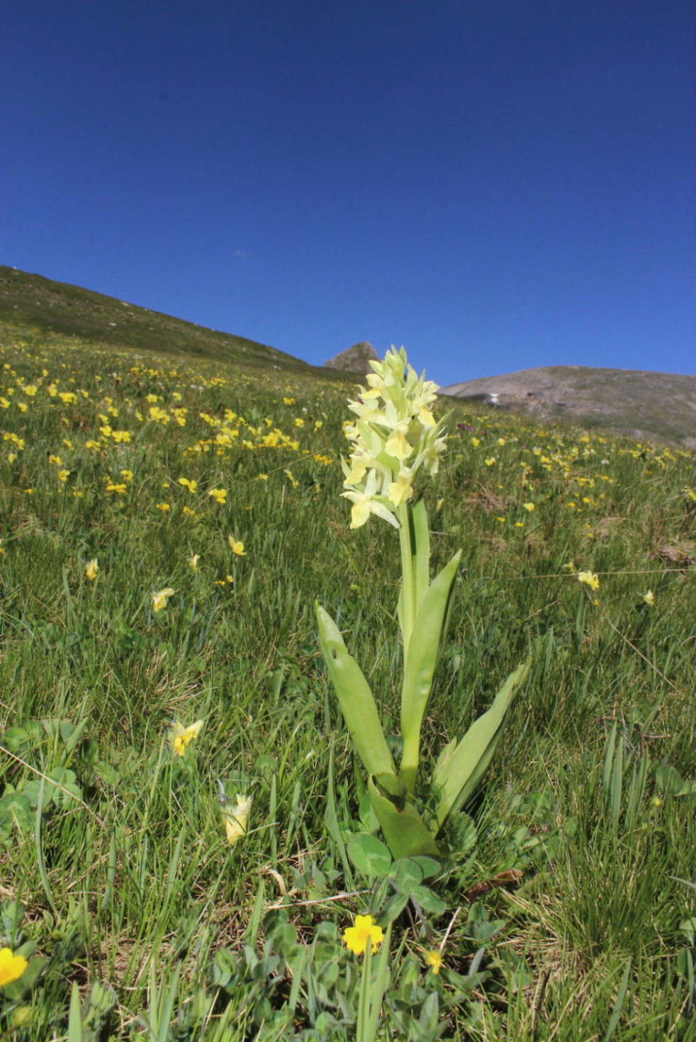 Orchidee Alpi Cuneesi