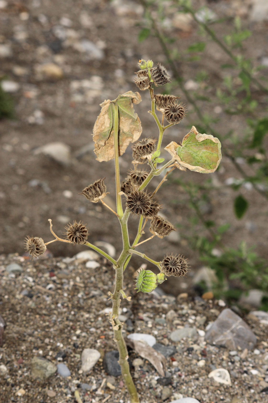 Abutilon theophrasti (Malvaceae)
