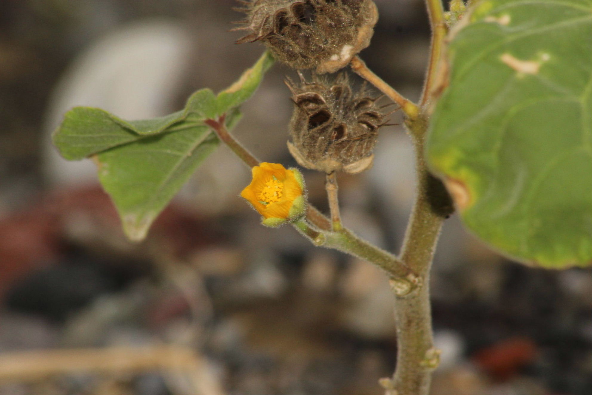 Abutilon theophrasti (Malvaceae)